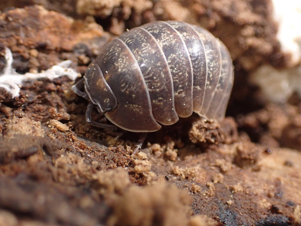 Armadillidium sordidum