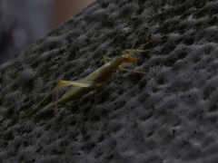 Oecanthus longicauda