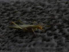 Oecanthus longicauda