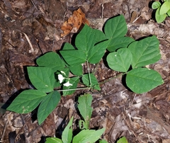 Hylodesmum pauciflorum