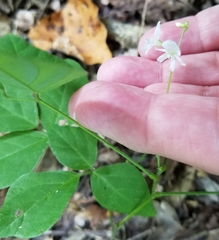 Hylodesmum pauciflorum