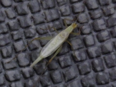 Oecanthus longicauda