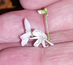 Hylodesmum pauciflorum
