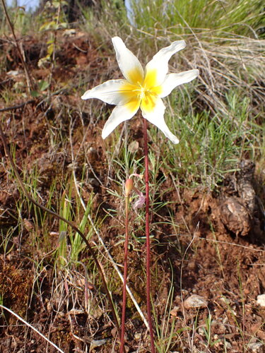 Image of Erythronium helenae by (c) Cricket Raspet, some rights reserved (CC BY)