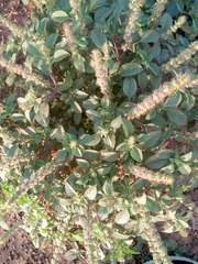 Ocimum americanum