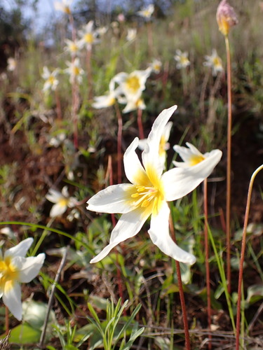 Image of Erythronium helenae by (c) Cricket Raspet, some rights reserved (CC BY)
