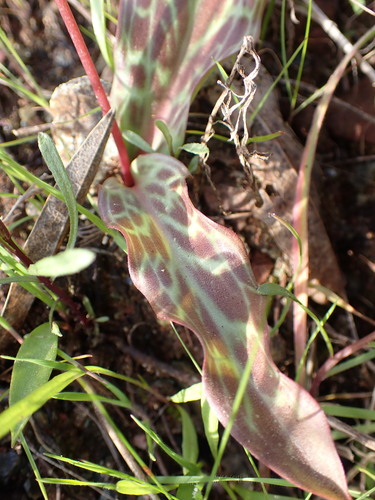 Image of Erythronium helenae by (c) Cricket Raspet, some rights reserved (CC BY)