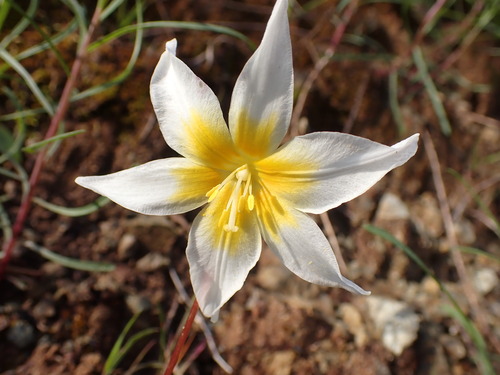 Image of Erythronium helenae by (c) Cricket Raspet, some rights reserved (CC BY)