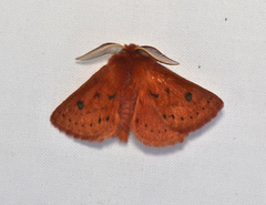 Anthela ferruginosa