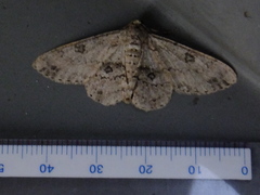 Geometridae