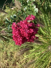 Centranthus ruber