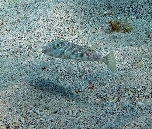 Marbled puffer (Sphoeroides dorsalis) — Tetraodontidae