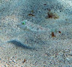Marbled Puffer photo 5