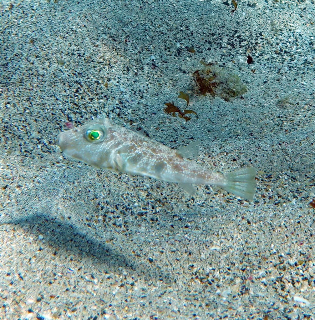 Marbled Puffer