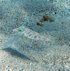 Marbled Puffer photo 1