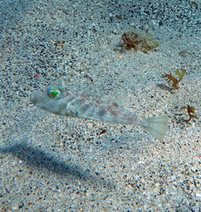 Marbled Puffer photo 2