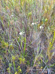 Erica viscaria pendula