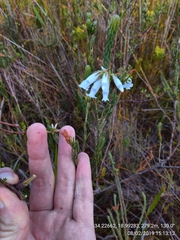 Erica viscaria pendula