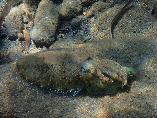 Common Cuttlefish