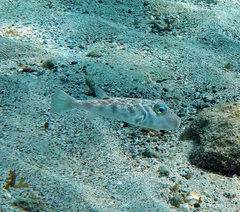 Marbled Puffer photo 4