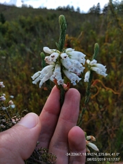 Erica viscaria pendula