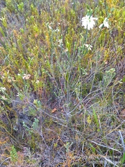 Erica viscaria pendula