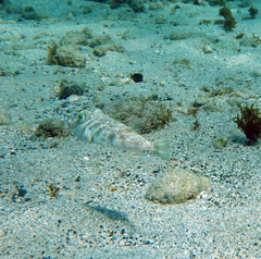 Marbled Puffer photo 3