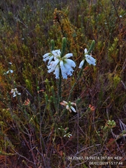 Erica viscaria pendula