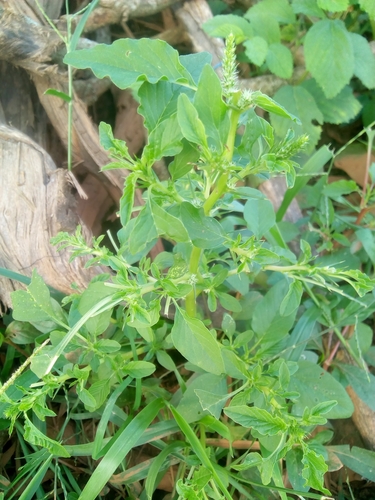 Amaranthus spinosus image