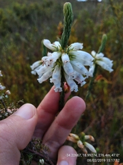 Erica viscaria pendula
