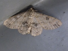 Geometridae
