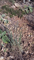 Allium marschalianum