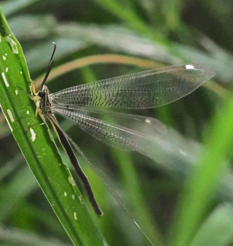 Banyutus lethalis photo 2