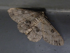 Geometridae