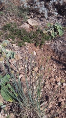 Allium marschalianum