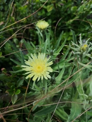 Schlagintweitia intybacea