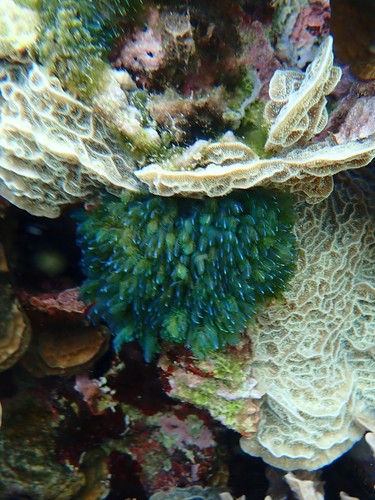 Bryopsis pennata