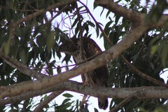 Nisaetus cirrhatus ceylanensis