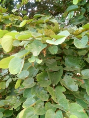 Piliostigma thonningii