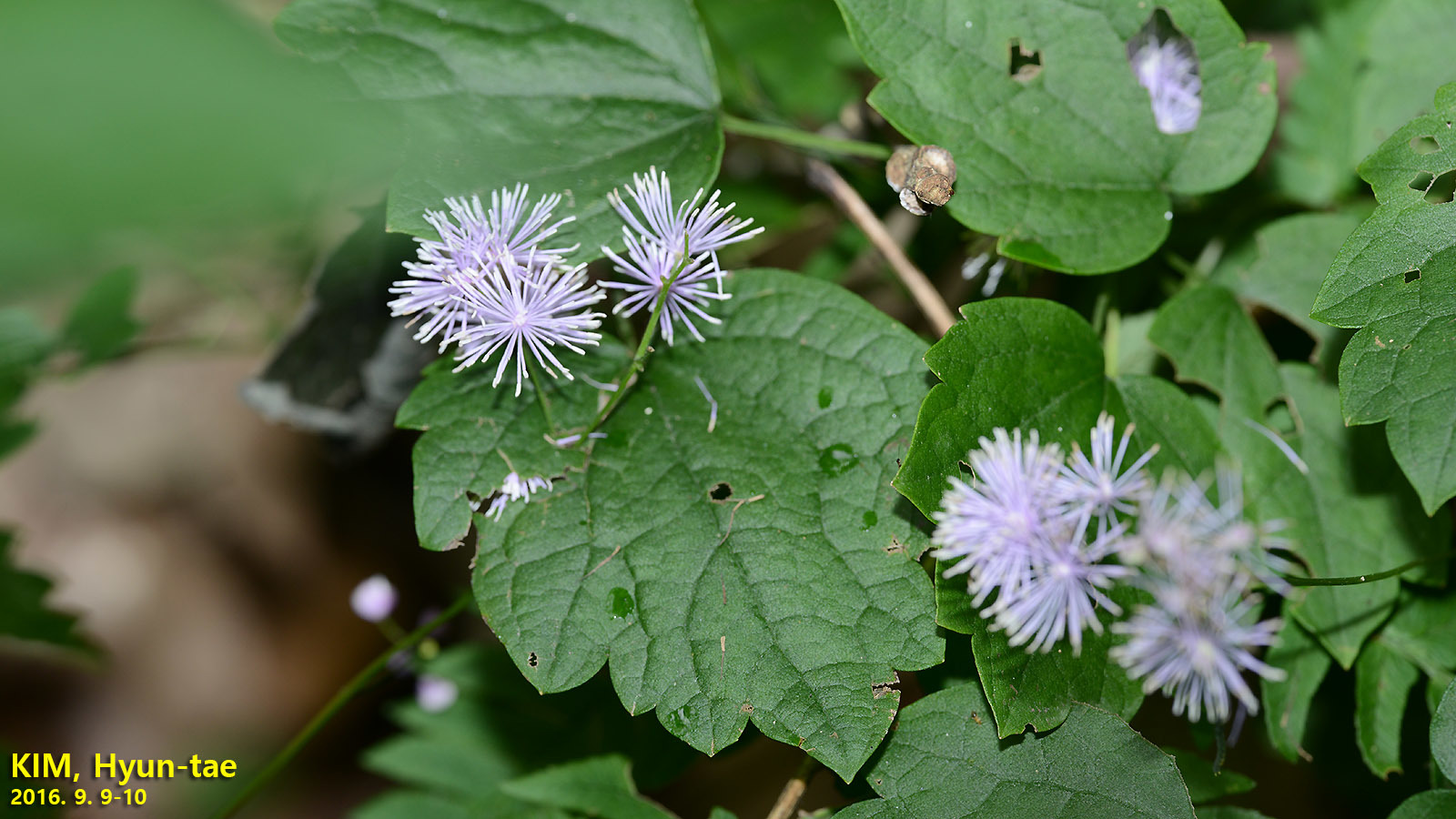 Twinkling-Star (Thalictrum actaeifolium)