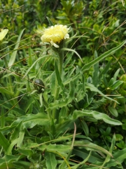 Schlagintweitia intybacea