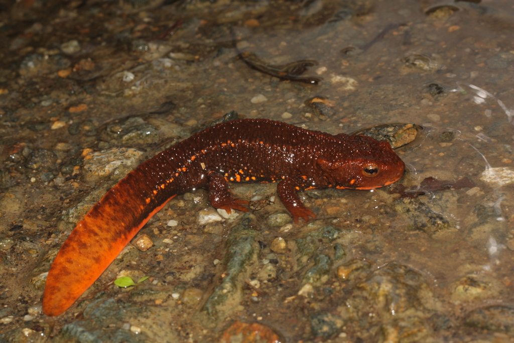 Tam Dao Salamander