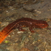 Tam Dao Salamander - Photo (c) Leonid A. Neymark, some rights reserved (CC BY-NC), uploaded by Leonid A. Neymark