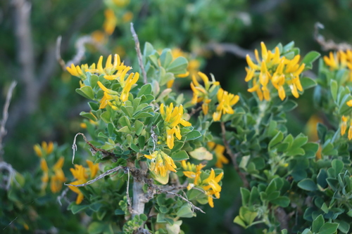 Image of Medicago arborea by (c) Adam Golenia, some rights reserved (CC BY)