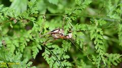 Paratlanticus ussuriensis