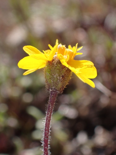 Image of Harmonia nutans by (c) Cricket Raspet, some rights reserved (CC BY)