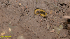 Orobdella tsushimensis