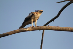 Nisaetus cirrhatus ceylanensis