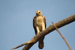 Nisaetus cirrhatus ceylanensis