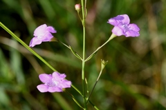 Agalinis skinneriana